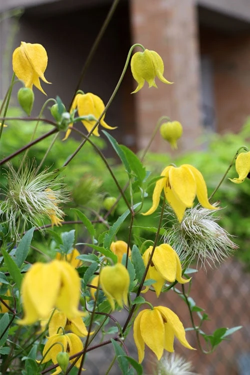 Tangutica Yellow Clematis - 1 Gallon Pot 11 Tangutica Yellow Clematis - 1 Gallon Pot - Image 9