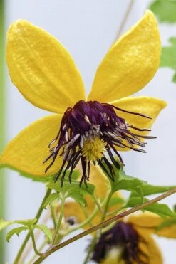 Tangutica Yellow Clematis - 1 Gallon Pot 14 Tangutica Yellow Clematis - 1 Gallon Pot -Plant Discount Store clematis tangutica 2