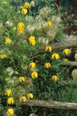 Tangutica Yellow Clematis - 1 Gallon Pot 16 Tangutica Yellow Clematis - 1 Gallon Pot -Plant Discount Store clematis tangutica 4