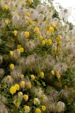 Tangutica Yellow Clematis - 1 Gallon Pot 15 Tangutica Yellow Clematis - 1 Gallon Pot -Plant Discount Store clematis tangutica flowers and seedheads