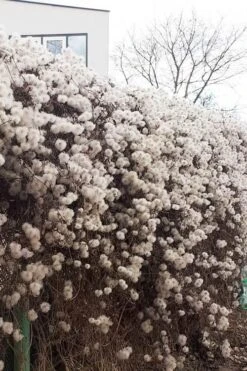 Tangutica Yellow Clematis - 1 Gallon Pot 18 Tangutica Yellow Clematis - 1 Gallon Pot -Plant Discount Store clematis tangutica seedheads winter