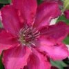 Garland Tekla Clematis - 1 Gallon Pot -Plant Discount Store clematis tekla 2