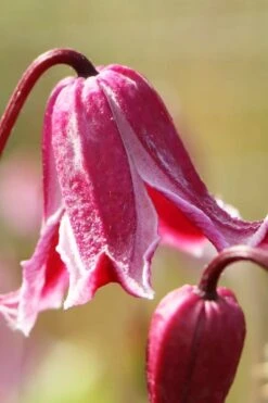 Etioile Rose Clematis - 1 Gallon Pot 12 Etioile Rose Clematis - 1 Gallon Pot -Plant Discount Store clematis texensis etoile rose 1