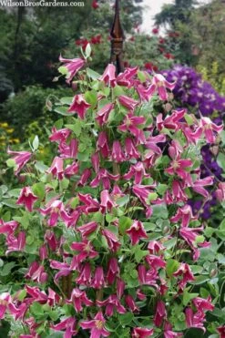 Etioile Rose Clematis - 1 Gallon Pot 13 Etioile Rose Clematis - 1 Gallon Pot -Plant Discount Store clematis texensis etoile rose 4