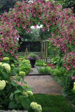 Etioile Rose Clematis - 1 Gallon Pot 11 Etioile Rose Clematis - 1 Gallon Pot -Plant Discount Store clematis texensis etoile rose 5