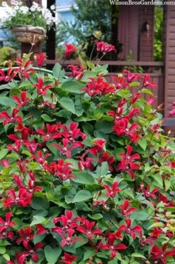 Gravetye Beauty Clematis - 1 Gallon Pot 12 Gravetye Beauty Clematis - 1 Gallon Pot -Plant Discount Store clematis texensis gravetye beauty 10