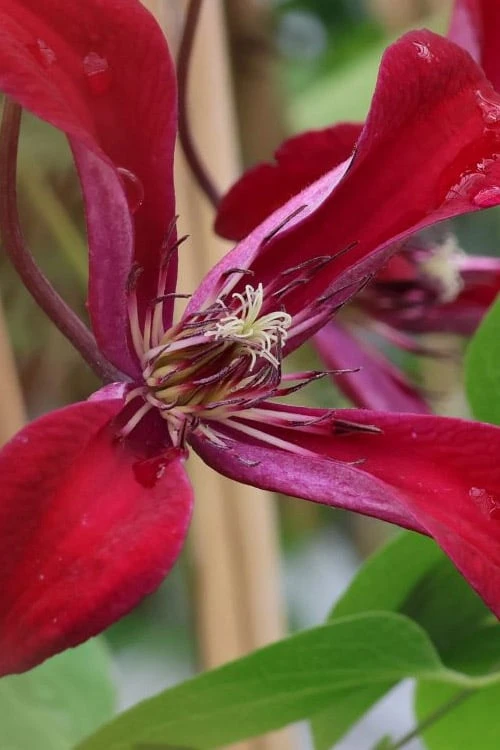 Gravetye Beauty Clematis - 1 Gallon Pot 9 Gravetye Beauty Clematis - 1 Gallon Pot - Image 8