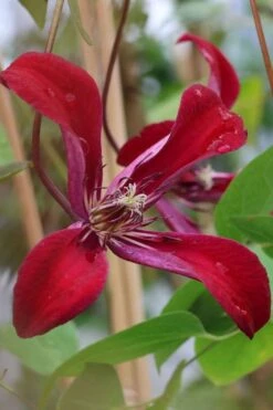Gravetye Beauty Clematis - 1 Gallon Pot 15 Gravetye Beauty Clematis - 1 Gallon Pot -Plant Discount Store clematis texensis gravetye beauty 7