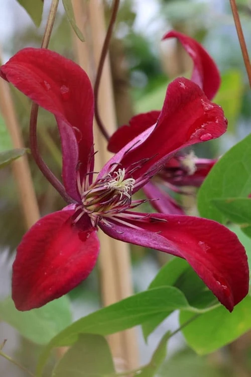 Gravetye Beauty Clematis - 1 Gallon Pot 8 Gravetye Beauty Clematis - 1 Gallon Pot - Image 7
