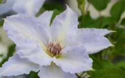 Tranquilite Clematis - 1 Gallon Pot 15 Tranquilite Clematis - 1 Gallon Pot -Plant Discount Store clematis tranquilete 1