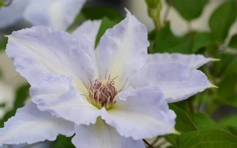 Tranquilite Clematis - 1 Gallon Pot 9 Tranquilite Clematis - 1 Gallon Pot - Image 7