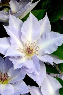 Tranquilite Clematis - 1 Gallon Pot 14 Tranquilite Clematis - 1 Gallon Pot -Plant Discount Store clematis tranquilete 3