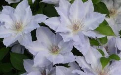 Tranquilite Clematis - 1 Gallon Pot 13 Tranquilite Clematis - 1 Gallon Pot -Plant Discount Store clematis tranquilete 4
