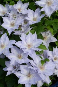 Tranquilite Clematis - 1 Gallon Pot 12 Tranquilite Clematis - 1 Gallon Pot -Plant Discount Store clematis tranquilite 11