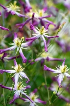 Rubromarginata Fragrant Clematis - 1 Gallon Pot -Plant Discount Store clematis triternata rubromarginata 2