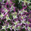 Rubromarginata Fragrant Clematis - 1 Gallon Pot 1 Rubromarginata Fragrant Clematis - 1 Gallon Pot -Plant Discount Store clematis triternata rubromarginata 4