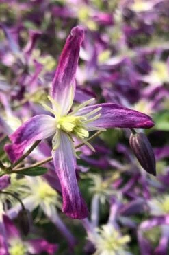 Rubromarginata Fragrant Clematis - 1 Gallon Pot -Plant Discount Store clematis triternata rubromarginata 5