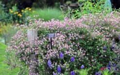 Rubromarginata Fragrant Clematis - 1 Gallon Pot -Plant Discount Store clematis triternata rubromarginata 6