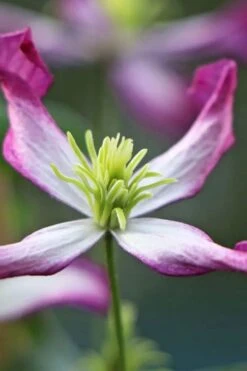 Rubromarginata Fragrant Clematis - 1 Gallon Pot -Plant Discount Store clematis triternata rubromarginata 7