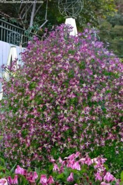Rubromarginata Fragrant Clematis - 1 Gallon Pot -Plant Discount Store clematis triternata rubromarginata 8