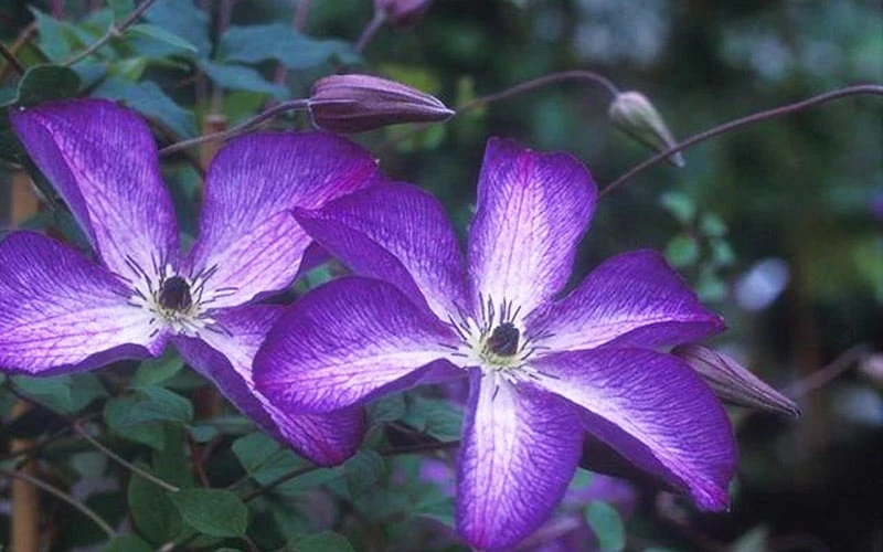 Venosa Violacea Clematis - 1 Gallon Pot 11 Venosa Violacea Clematis - 1 Gallon Pot - Image 9