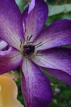 Venosa Violacea Clematis - 1 Gallon Pot 19 Venosa Violacea Clematis - 1 Gallon Pot -Plant Discount Store clematis venosa violacea 10