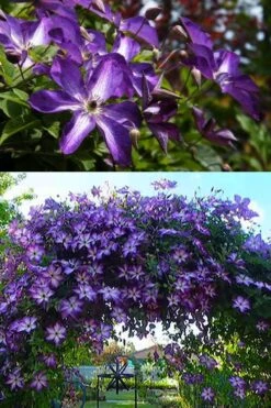 Venosa Violacea Clematis - 1 Gallon Pot 16 Venosa Violacea Clematis - 1 Gallon Pot -Plant Discount Store clematis venosa violacea 3