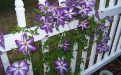 Venosa Violacea Clematis - 1 Gallon Pot 18 Venosa Violacea Clematis - 1 Gallon Pot -Plant Discount Store clematis venosa violacea 4