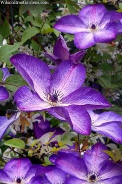 Venosa Violacea Clematis - 1 Gallon Pot 15 Venosa Violacea Clematis - 1 Gallon Pot -Plant Discount Store clematis venosa violacea 7