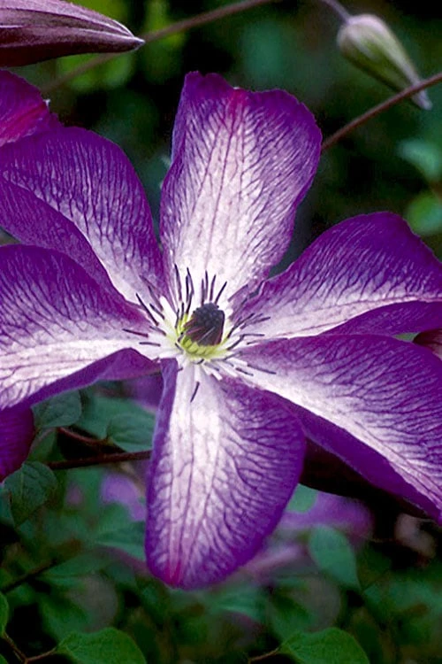 Venosa Violacea Clematis - 1 Gallon Pot 3 Venosa Violacea Clematis - 1 Gallon Pot