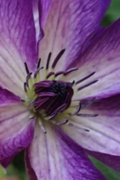 Venosa Violacea Clematis - 1 Gallon Pot 17 Venosa Violacea Clematis - 1 Gallon Pot -Plant Discount Store clematis venosa violacea 9