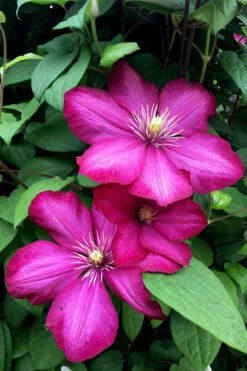 Ville De Lyon Clematis - 1 Gallon Pot 15 Ville De Lyon Clematis - 1 Gallon Pot -Plant Discount Store clematis ville de lyon 13 1