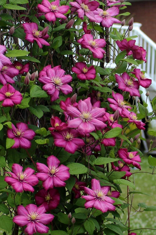 Ville De Lyon Clematis - 1 Gallon Pot 7 Ville De Lyon Clematis - 1 Gallon Pot - Image 5