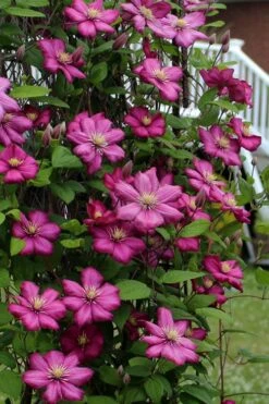 Ville De Lyon Clematis - 1 Gallon Pot -Plant Discount Store clematis ville de lyon 2