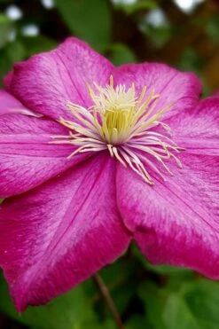 Ville De Lyon Clematis - 1 Gallon Pot -Plant Discount Store clematis ville de lyon 3