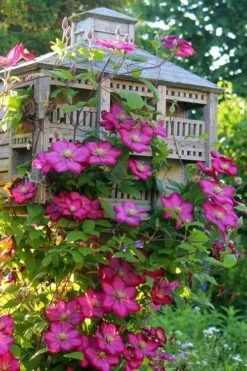 Ville De Lyon Clematis - 1 Gallon Pot -Plant Discount Store clematis ville de lyon 7