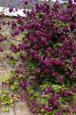 Purpurea Plena Elegans Clematis - 1 Gallon Pot -Plant Discount Store clematis viticella purpurea plena elegans 1 1