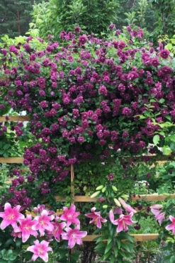 Purpurea Plena Elegans Clematis - 1 Gallon Pot -Plant Discount Store clematis viticella purpurea plena elegans 3 1