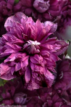 Purpurea Plena Elegans Clematis - 1 Gallon Pot -Plant Discount Store clematis viticella purpurea plena elegans 8 1