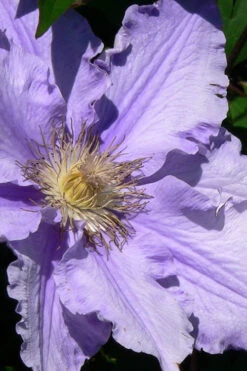 Will Goodwin Clematis - 1 Gallon Pot -Plant Discount Store clematis will goodwin