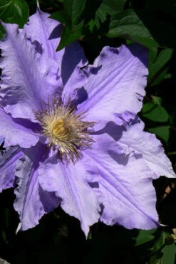 Will Goodwin Clematis - 1 Gallon Pot -Plant Discount Store clematis will goodwin 4