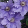 Will Goodwin Clematis - 1 Gallon Pot 2 Will Goodwin Clematis - 1 Gallon Pot -Plant Discount Store clematis will goodwin 5