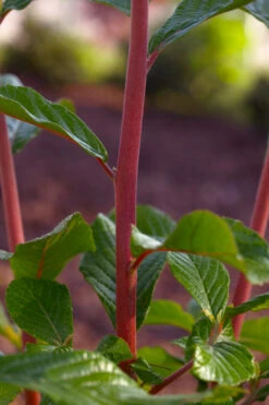 Sherry Sue Summersweet Clethra - 6 Pack Of 1 Gallon Pots 11 Sherry Sue Summersweet Clethra - 6 Pack Of 1 Gallon Pots -Plant Discount Store clethra alnifolia sherry sue summersweet 1