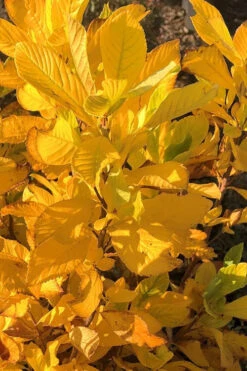 Sherry Sue Summersweet Clethra - 6 Pack Of 1 Gallon Pots 13 Sherry Sue Summersweet Clethra - 6 Pack Of 1 Gallon Pots -Plant Discount Store clethra alnifolia sherry sue summersweet 3