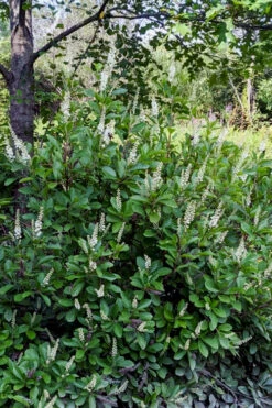 Sherry Sue Summersweet Clethra - 6 Pack Of 1 Gallon Pots 12 Sherry Sue Summersweet Clethra - 6 Pack Of 1 Gallon Pots -Plant Discount Store clethra alnifolia sherry sue summersweet 7