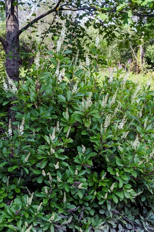 Sherry Sue Summersweet Clethra - 6 Pack Of 1 Gallon Pots 7 Sherry Sue Summersweet Clethra - 6 Pack Of 1 Gallon Pots - Image 5