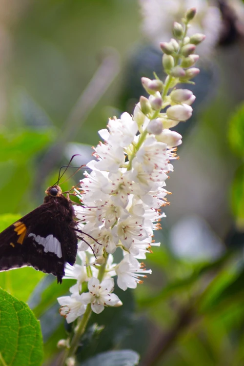 Sherry Sue Summersweet Clethra - 6 Pack Of 1 Gallon Pots 3 Sherry Sue Summersweet Clethra - 6 Pack Of 1 Gallon Pots