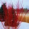 Cardinal Red Twig Dogwood - 6 Pack 1 Gallon Pot -Plant Discount Store cornus sericea cardinal red twig dogwood 14