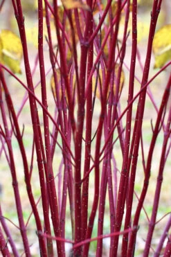 Arctic Fire Red Twig Dogwood - 3 Gallon Pot 12 Arctic Fire Red Twig Dogwood - 3 Gallon Pot -Plant Discount Store cornus sericera red osier dogwood 1 2