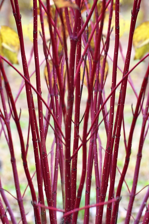 Arctic Fire Red Twig Dogwood - 3 Gallon Pot 6 Arctic Fire Red Twig Dogwood - 3 Gallon Pot - Image 4